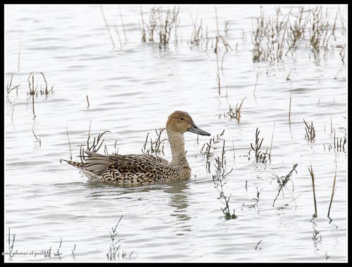Canard pilet